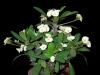 Euphorbia milii (fiore bianco).JPG